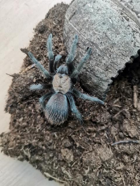 Brachypelma albiceps samice